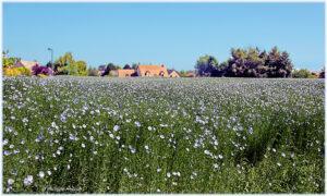 comment faire son gel de lin